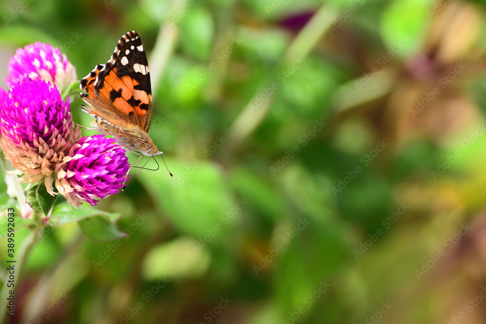 A colorful butterfly known as painted lady.
A colorful butterfly known as painted lady.