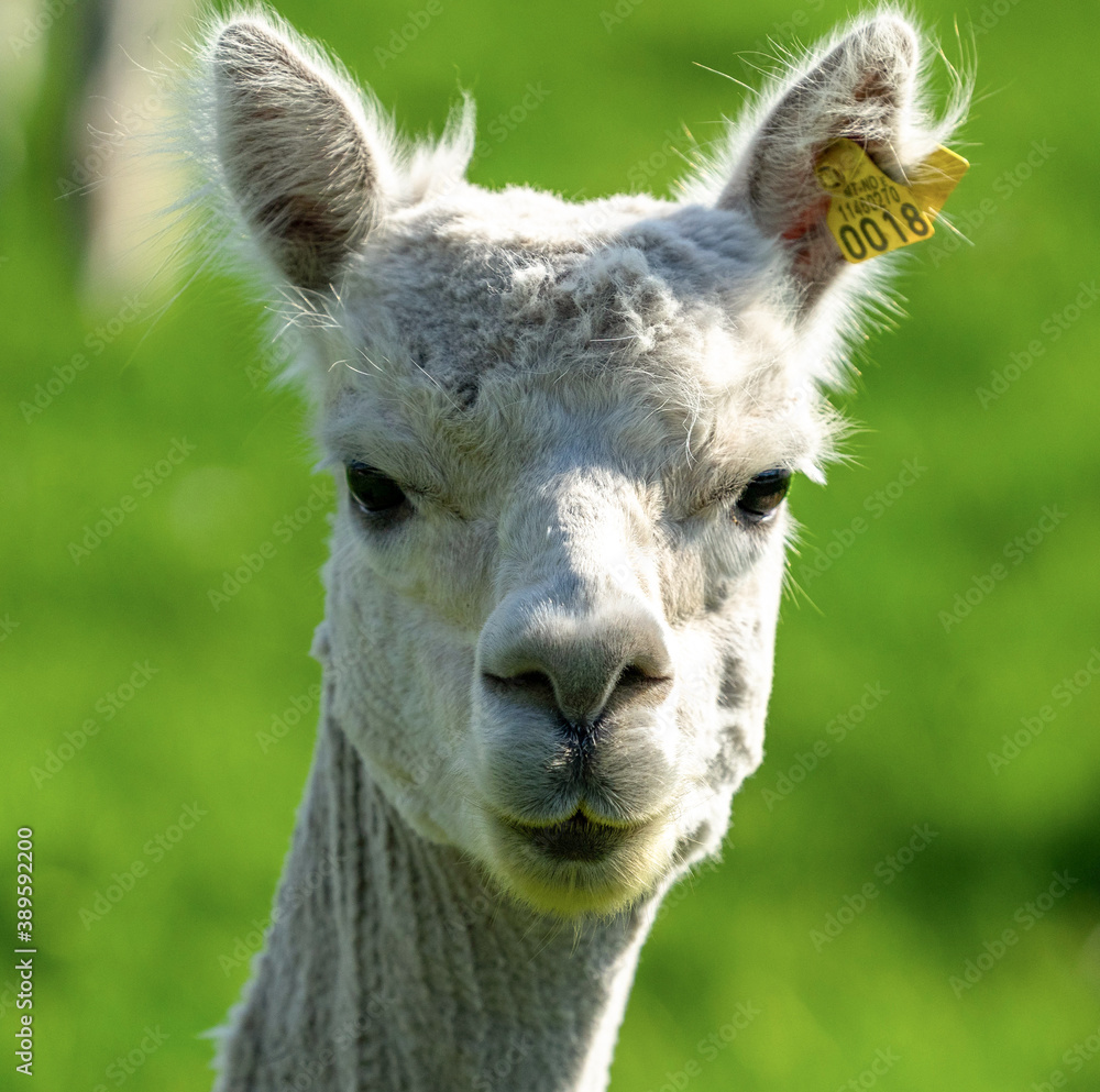 Obraz premium Portrait of an alpakka animal