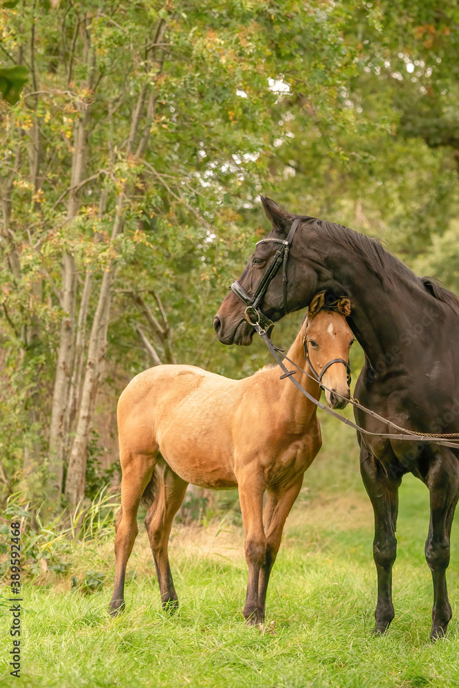 Fototapeta premium A mare with a foal standing on a forest path surrounded by autumn colors
