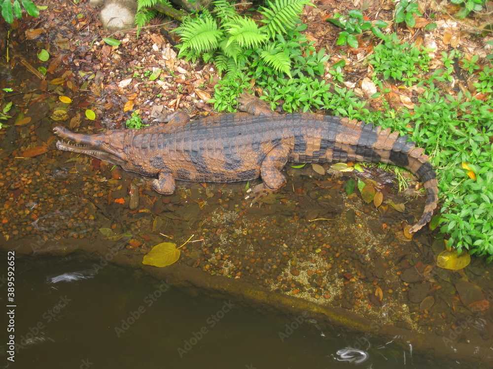 The amazing wildlife and nature in the large and famous Singapore Zoo in Southeast Asia The amazing wildlife and nature in the large and famous Singapore Zoo in Southeast Asia