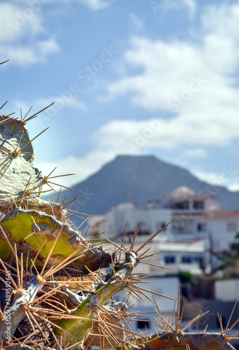 Cactus Tenerife with bokeh of white houses and Teide mountains