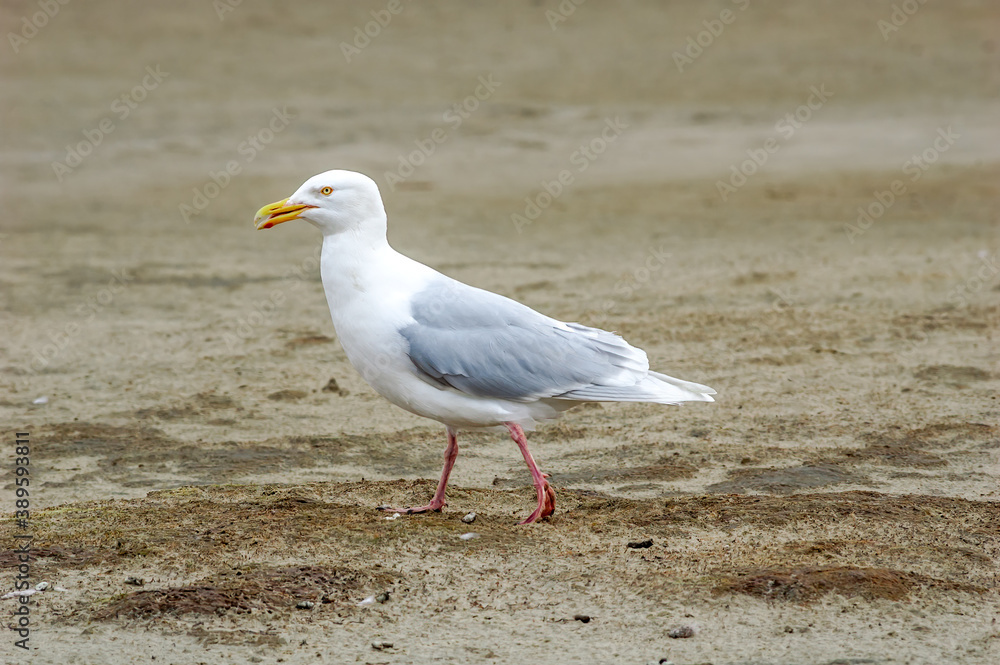 Glaucous Gull (Larus hyperboreus) in Barents Sea coastal area, Russia Glaucous Gull (Larus hyperboreus) in Barents Sea coastal area, Russia