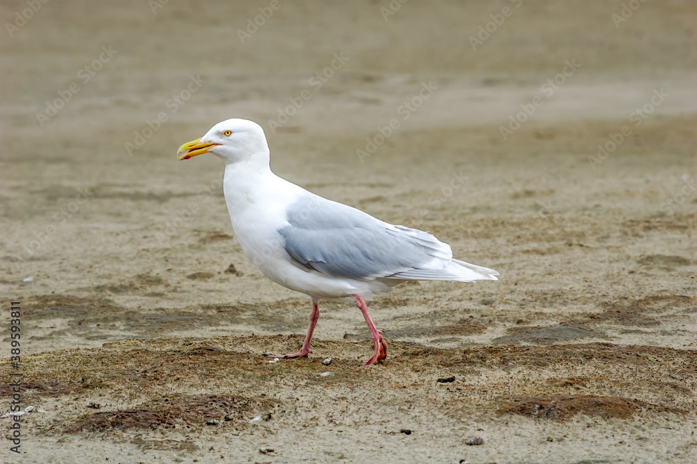 Glaucous Gull (Larus hyperboreus) in Barents Sea coastal area, Russia