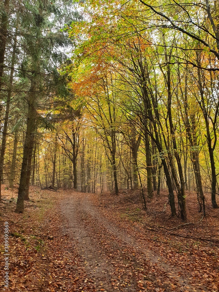 Naklejka premium path in autumn forest