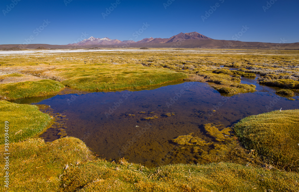 Landscape with lake and grassland on the high altitude plateau (Altiplano) of the Andes in the north of Chile