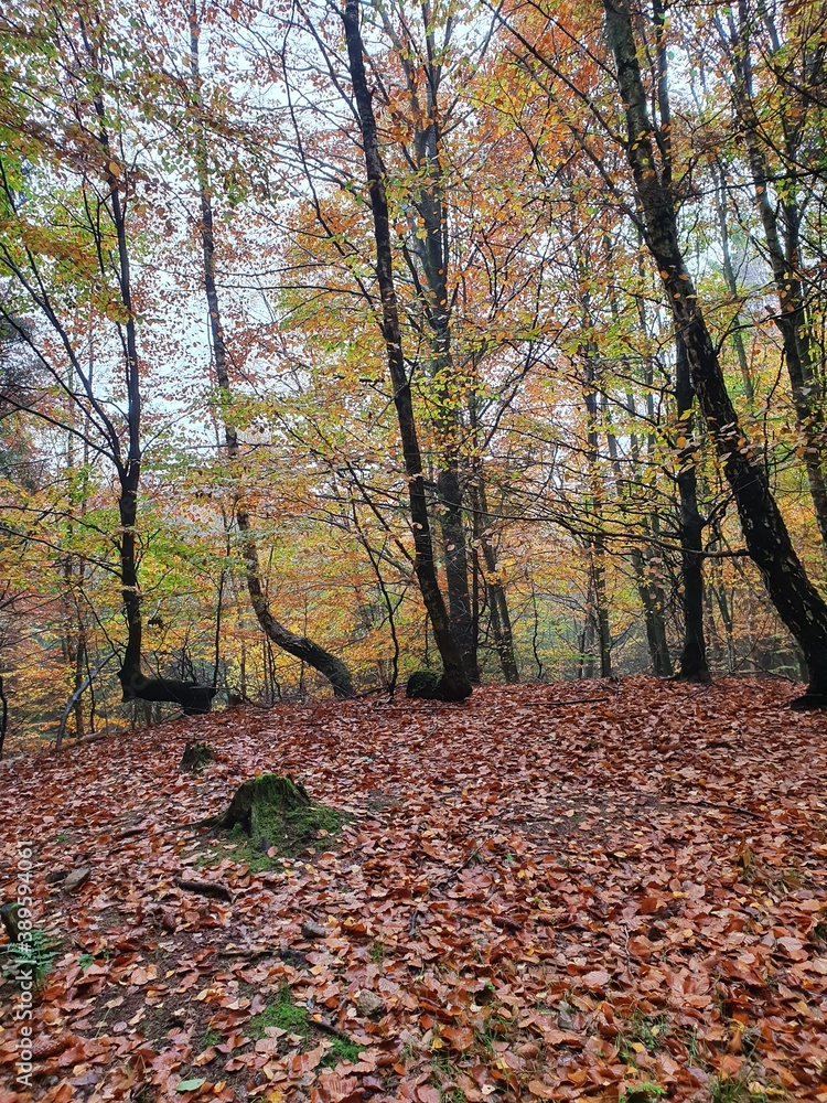 autumn in the forest