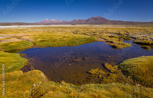 Landscape with lake and grassland on the high altitude plateau (Altiplano) of the Andes in the north of Chile © Chris