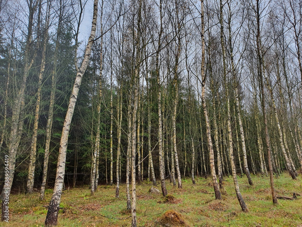 Fototapeta premium birch grove in autumn