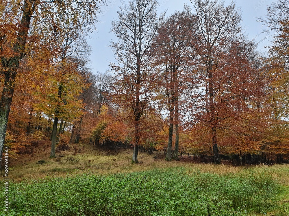 autumn in the forest