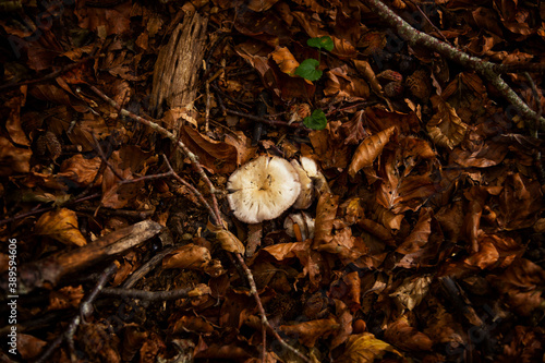 Forest of Rubbio state reserve