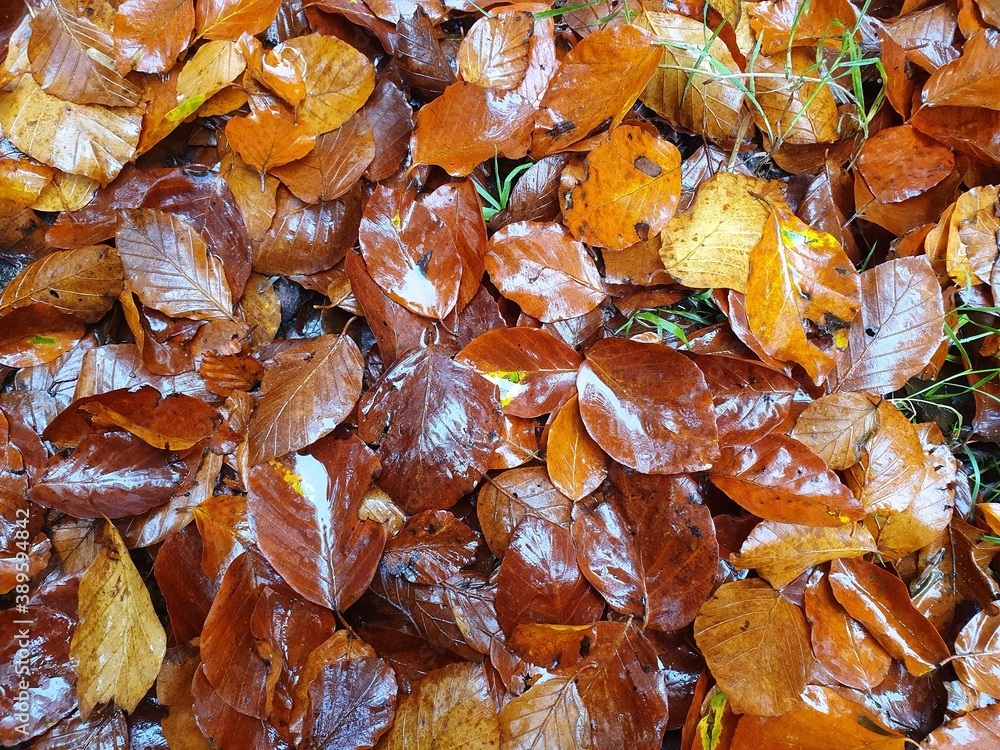 autumn leaves in the forest autumn leaves in the forest