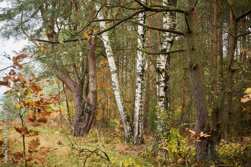 Fototapeta Naklejka Na Ścianę i Meble -  jesienne drzewa ,las ,drzewa, jesień 