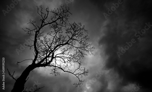 Black and white photo of an autumn tree against a dark sky © xotaka
