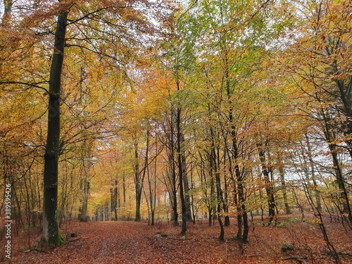 autumn in the woods