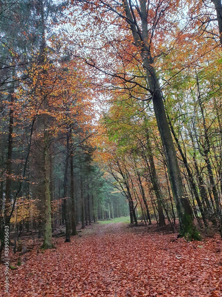 Obraz premium path in autumn forest