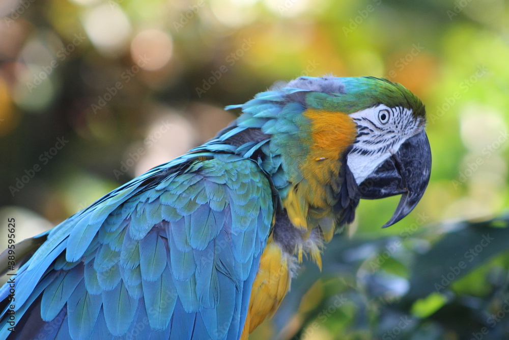 Obraz premium Aras bleu / Peroquet