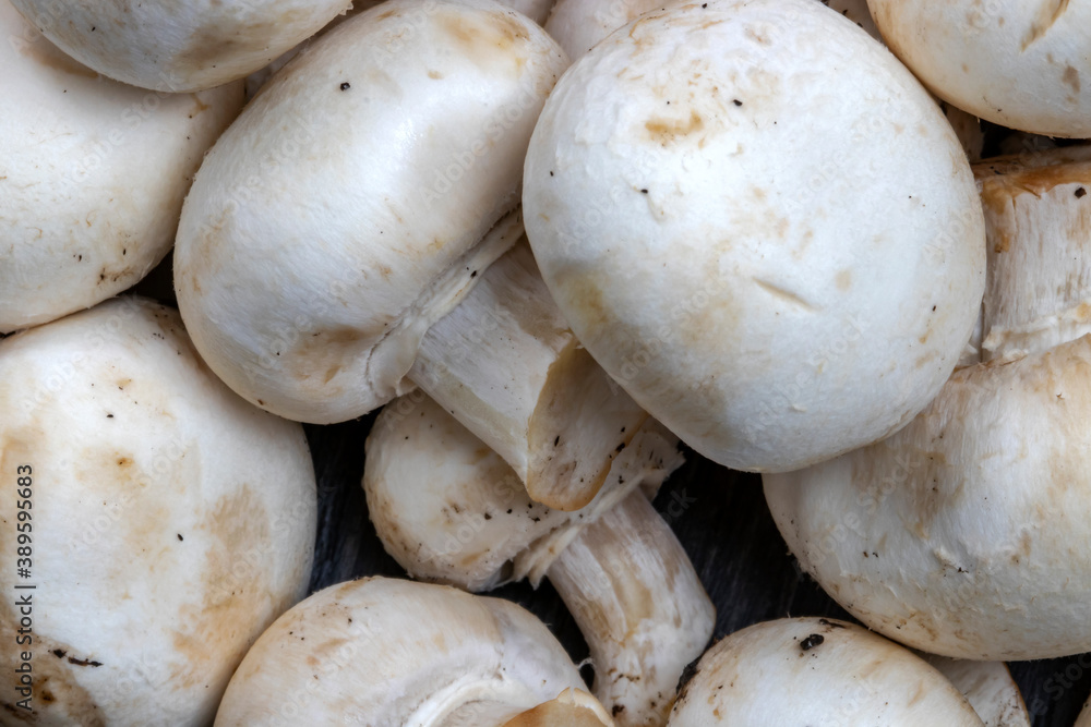 Champignons de Paris - Agaricus bisporus - en gros plan Champignons de Paris - Agaricus bisporus - en gros plan
