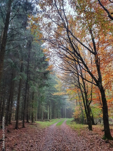 autumn in the forest