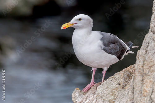 Western Gull (Larus occidentalis) in Malibu Lagoon, California, USA