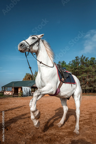 A beautiful white horse with a saddle rears up in nature. Jockey, hippodrome, horseback riding. © Aliaksandr Marko