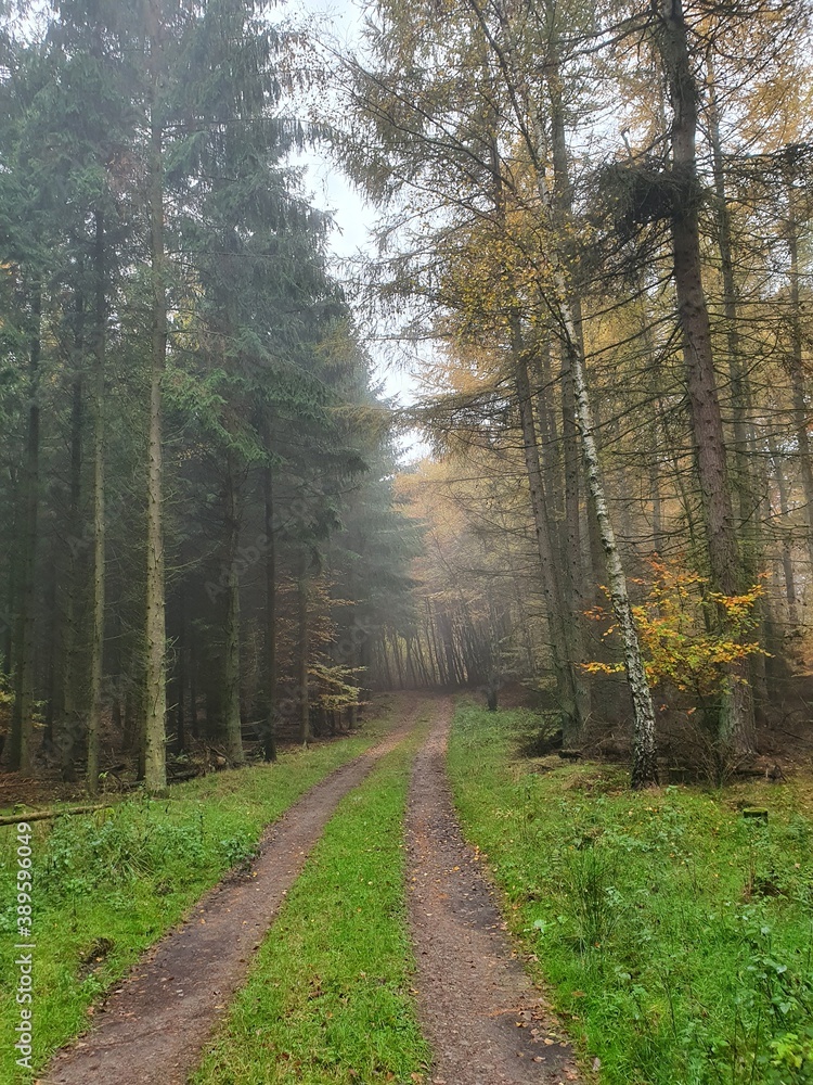 Fototapeta premium foggy path in the forest in autumn