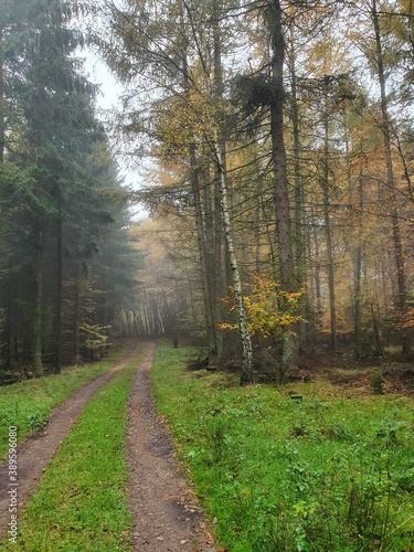 foggy path in the forest in autumn