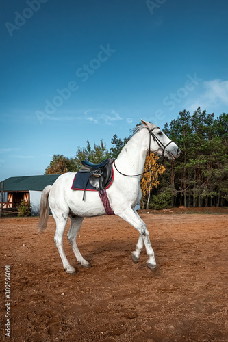 White horse on the background of nature, horse ride.