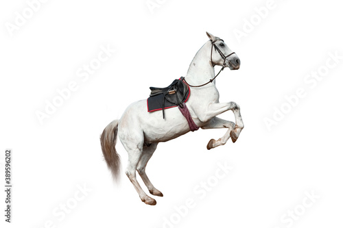 Photography Beautiful white horse with a saddle rears up on a white background isolate