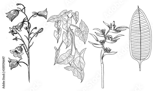 Leaves for coloring page on the branch. Graphics.