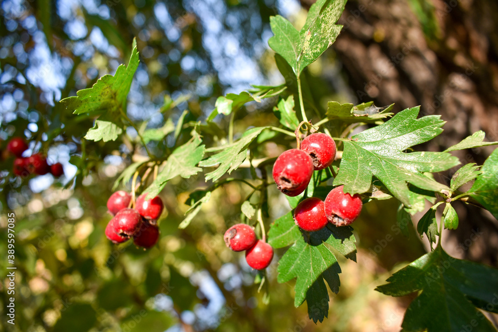 Bright juicy hawthorn