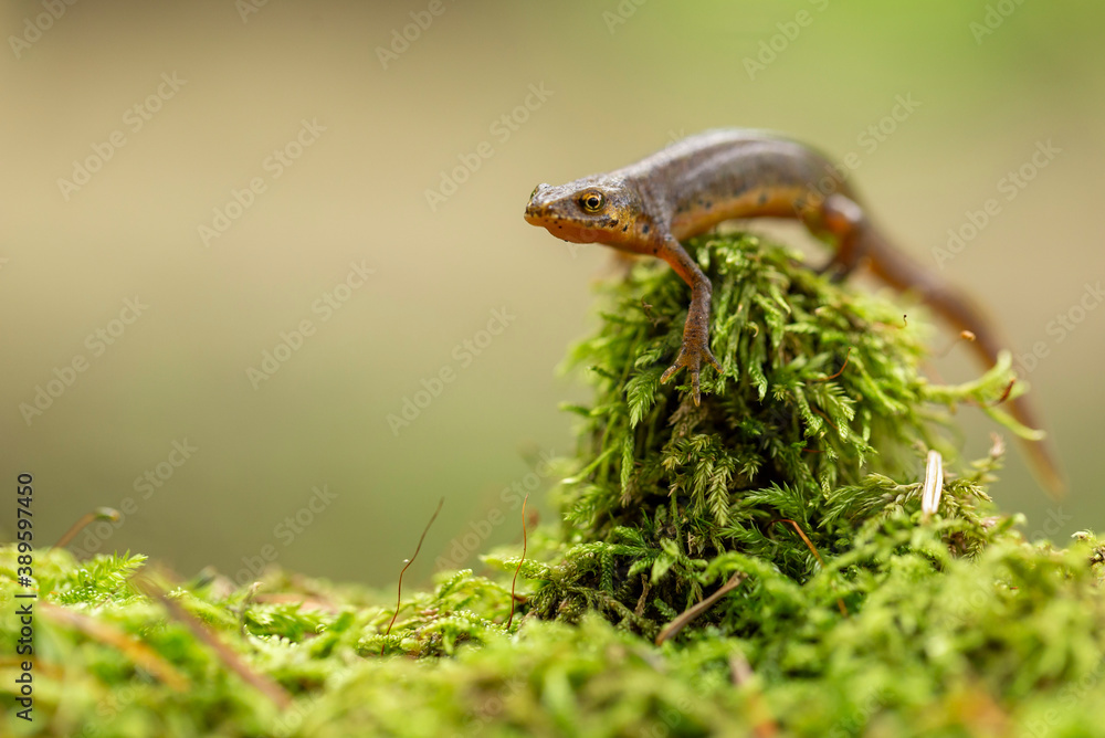 Obraz premium The Carpathian newt, or Montadon's newt, (Lissotriton montandoni) is a species of salamander in the family Salamandridae. 