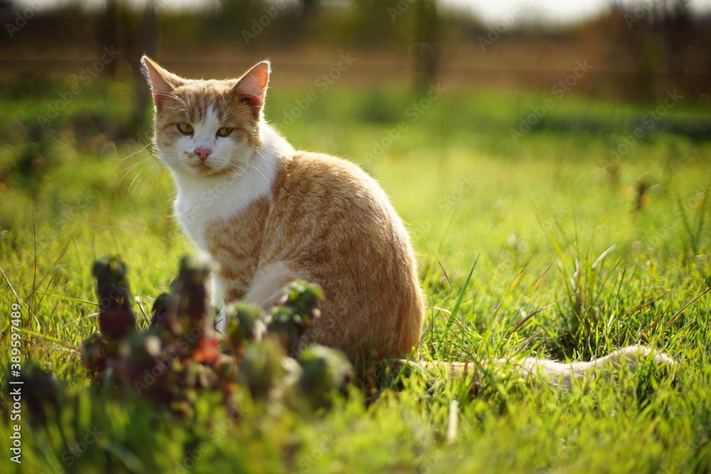 Fluffy big ginger white cat with sad face sitting on the green grass in sunny day