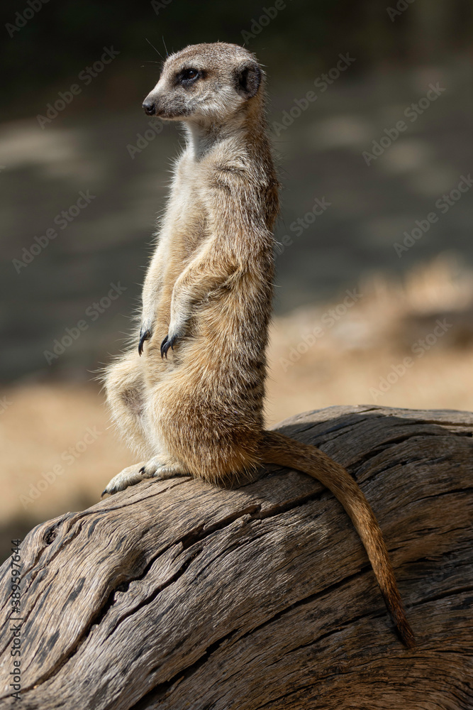 meerkat sitting on top of a dry log meerkat sitting on top of a dry log