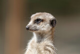 portrait of a meerkat in its natural habitat