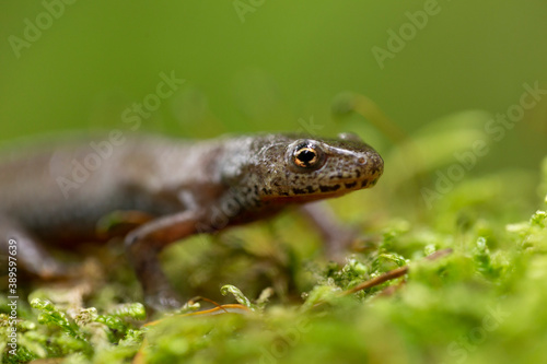 The Carpathian newt, or Montadon's newt, (Lissotriton montandoni) is a species of salamander in the family Salamandridae. 
