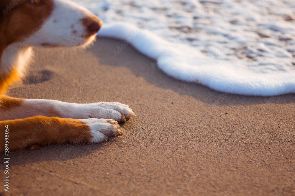 dog lying on a sandy beach