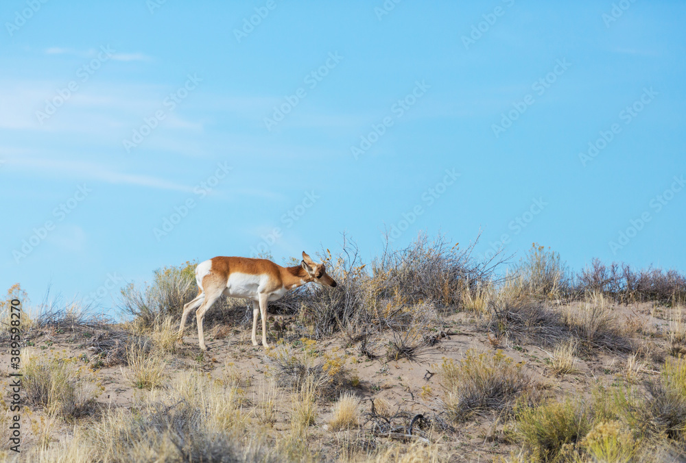 Naklejka premium Pronghorn