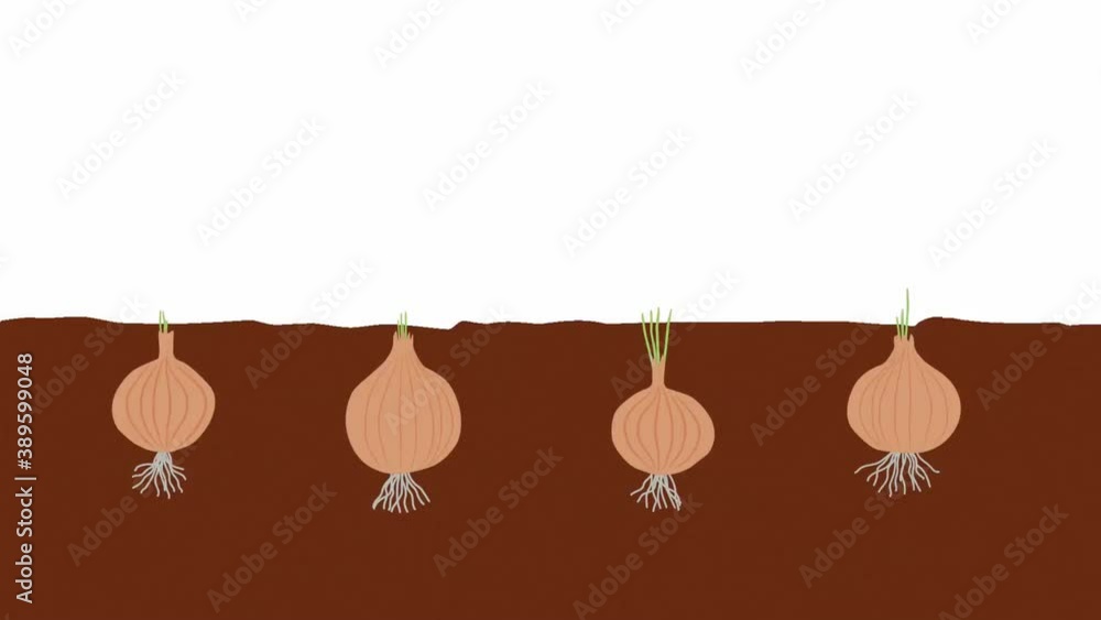 4 onions grow in the soil vegetables in the garden animated video 4 onions grow in the soil vegetables in the garden animated video