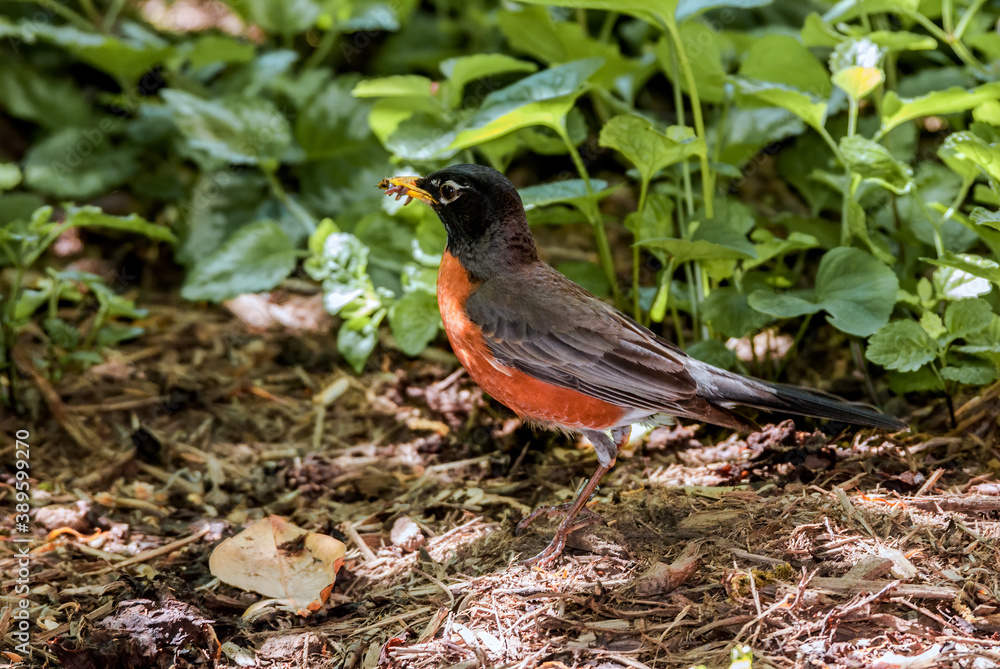 American Robin (Turdus migratorius) in park, Washington DC, USA American Robin (Turdus migratorius) in park, Washington DC, USA