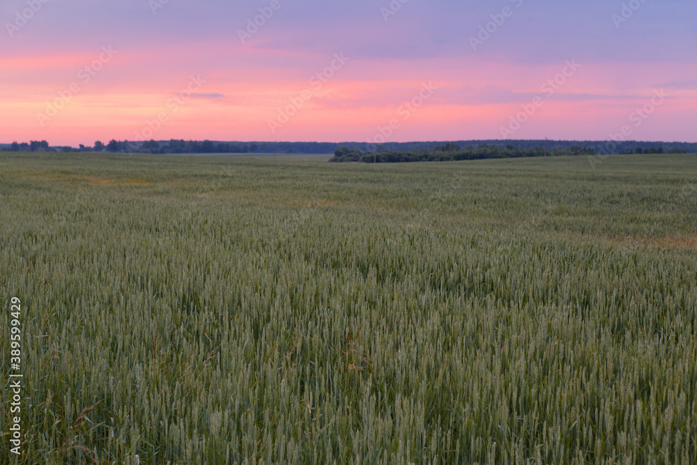 wheat field at sunset of summer day