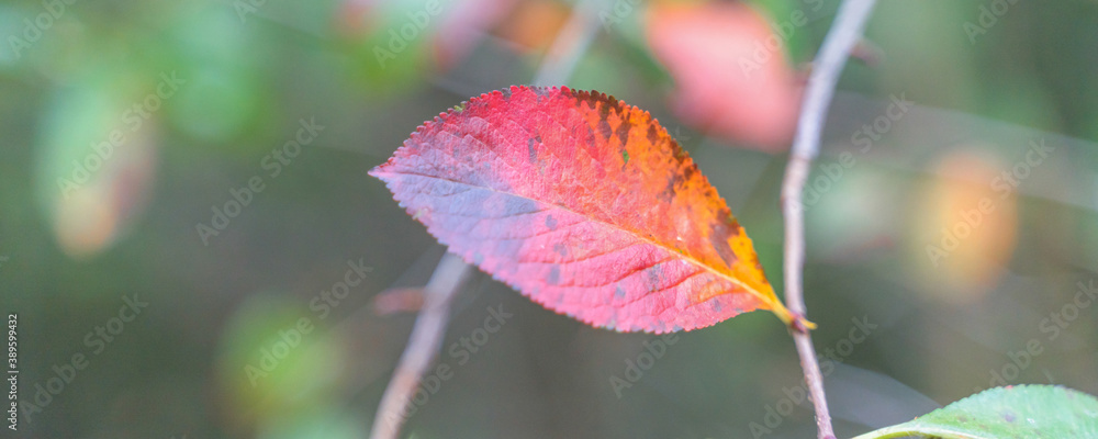 red autumn leaves among yellow foliage, blurry background red autumn leaves among yellow foliage, blurry background