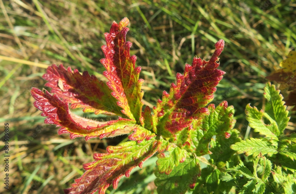 Beautiful red agrimonia leafs in autumn garden, closeup Beautiful red agrimonia leafs in autumn garden, closeup