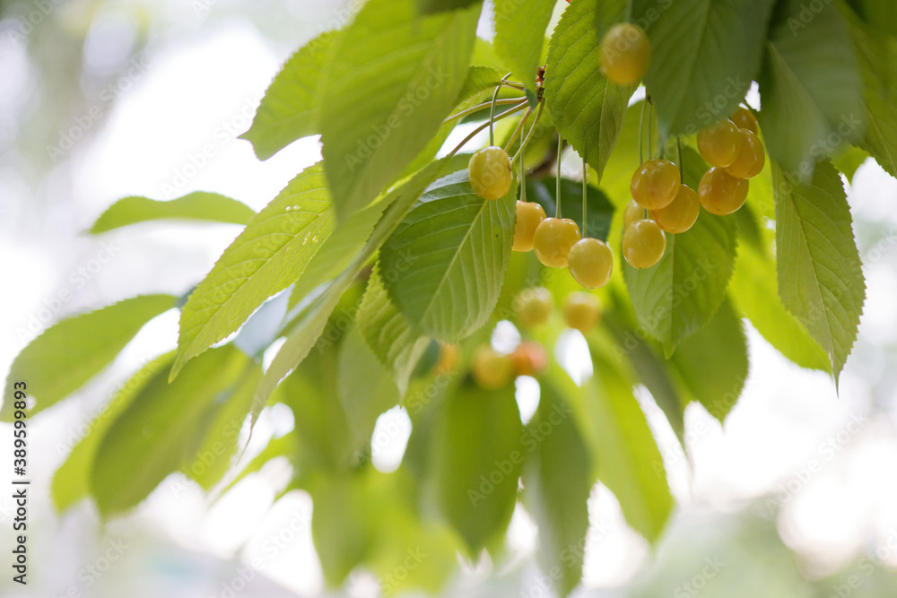 Fototapeta premium unripe cherry among the green leaves of the tree