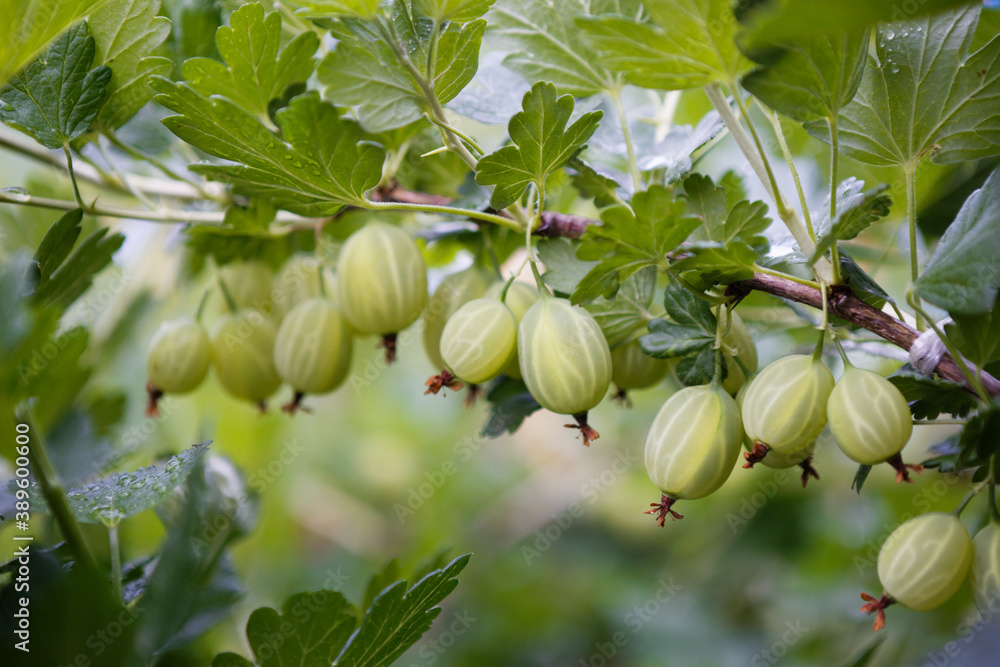 Obraz premium gooseberry among the green leaves of the tree