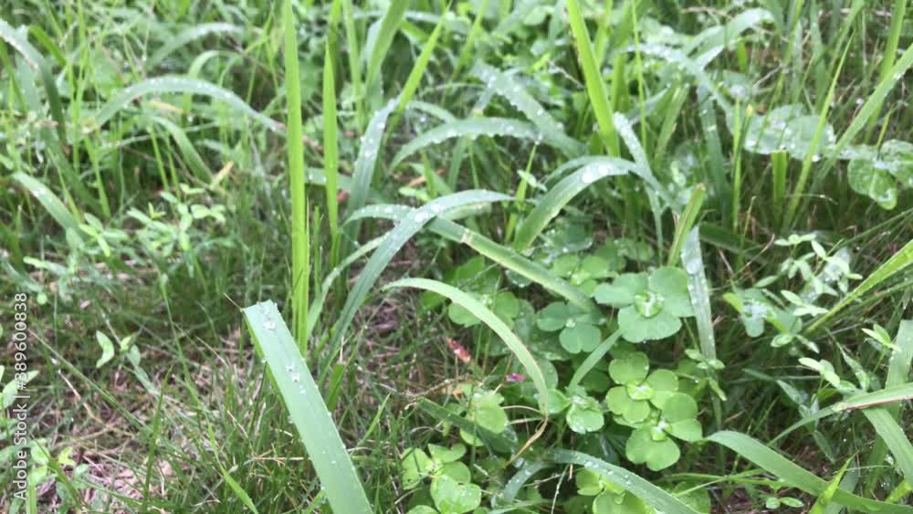 雨　雫　揺れる草