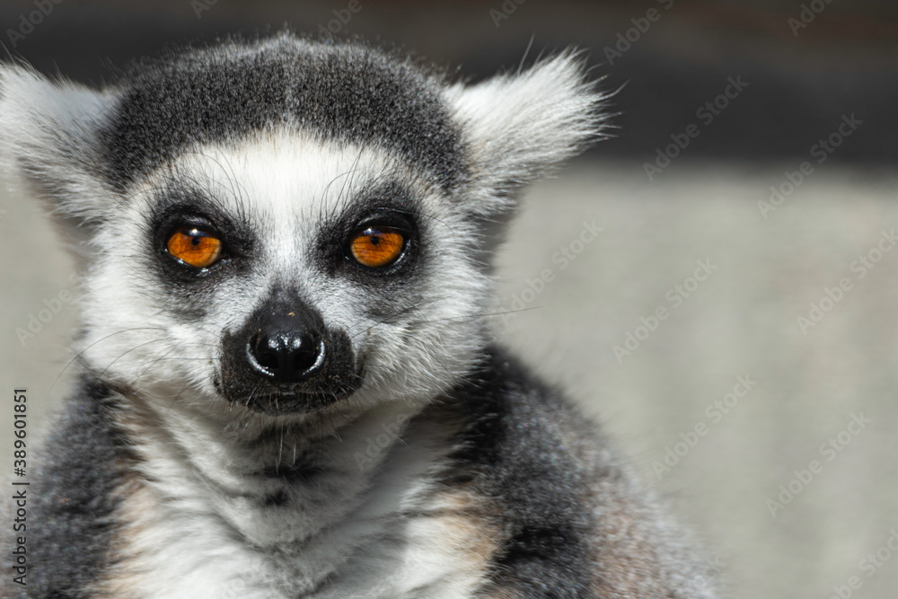 portrait of a specimen of prosimius. black and white color with orange eyes portrait of a specimen of prosimius. black and white color with orange eyes