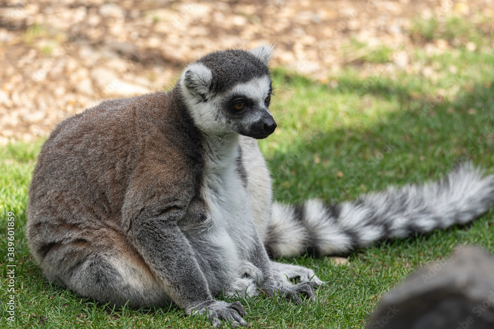 Obraz premium portrait of a specimen of prosimius. black and white color with orange eyes