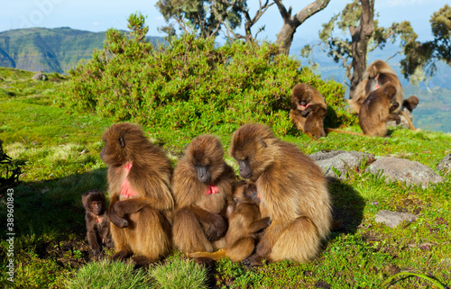 BABUINO GELADA -  Gelada Baboon  Theropithecus gelada   Parque Nacional Monta  as Simien  Etiopia  Africa