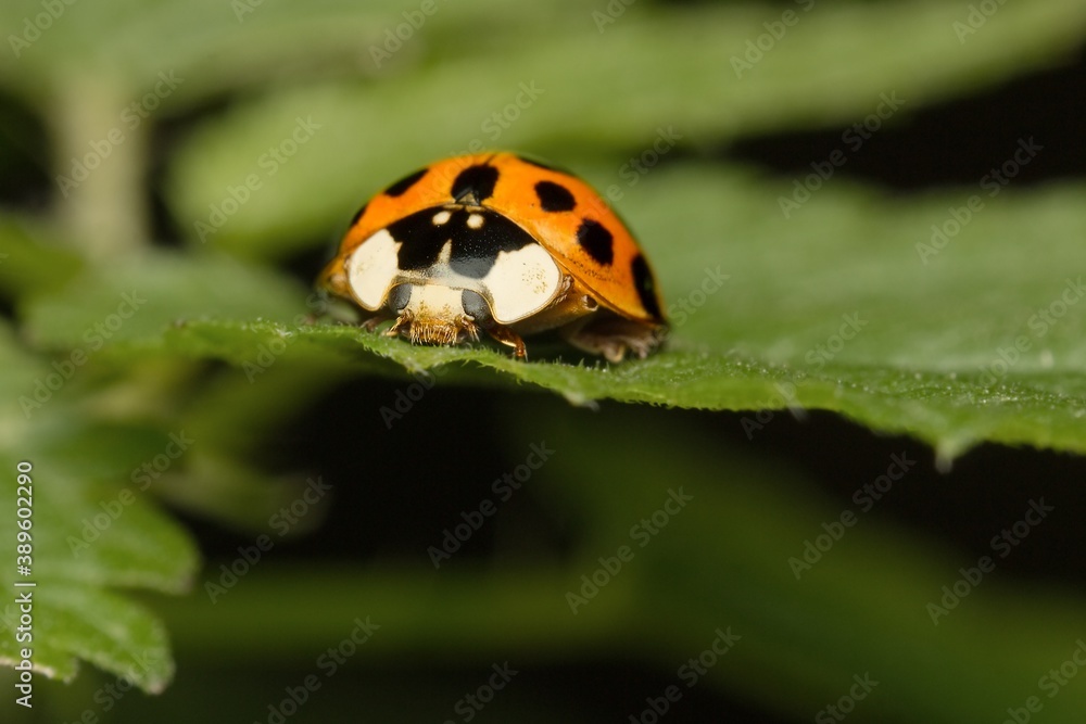 Obraz premium Eastern ladybug on a leaf
