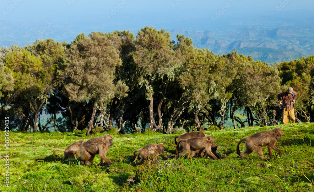 Fototapeta premium BABUINO GELADA - Gelada Baboon (Theropithecus gelada), Parque Nacional Montañas Simien, Etiopia, Africa